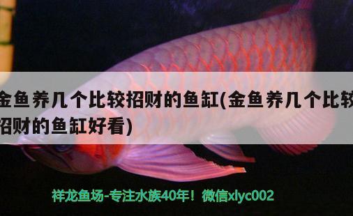 金魚養(yǎng)幾個比較招財?shù)聂~缸(金魚養(yǎng)幾個比較招財?shù)聂~缸好看) 觀賞魚市場