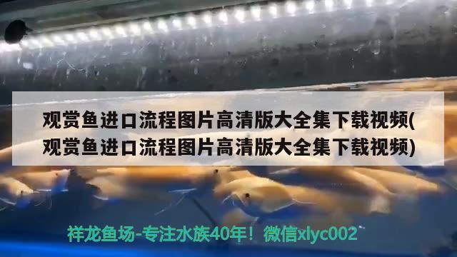 觀賞魚進口流程圖片高清版大全集下載視頻(觀賞魚進口流程圖片高清版大全集下載視頻)