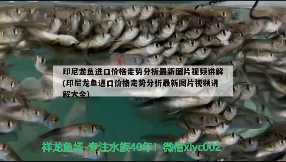 印尼龍魚進口價格走勢分析最新圖片視頻講解(印尼龍魚進口價格走勢分析最新圖片視頻講解大全) 觀賞魚進出口