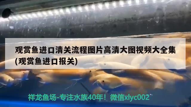 觀賞魚進(jìn)口清關(guān)流程圖片高清大圖視頻大全集(觀賞魚進(jìn)口報(bào)關(guān)) 觀賞魚進(jìn)出口