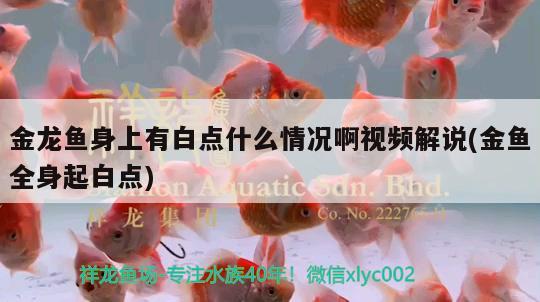 金龍魚身上有白點什么情況啊視頻解說(金魚全身起白點) ?；?異型虎魚/純色虎魚