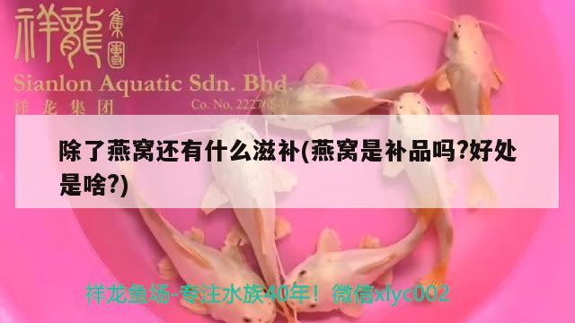 除了燕窩還有什么滋補(bǔ)(燕窩是補(bǔ)品嗎?好處是啥?) 馬來西亞燕窩 第2張