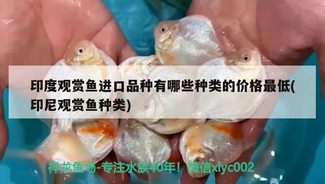 印度觀賞魚進(jìn)口品種有哪些種類的價格最低(印尼觀賞魚種類) 觀賞魚進(jìn)出口