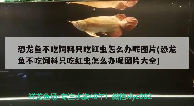 恐龍魚不吃飼料只吃紅蟲怎么辦呢圖片(恐龍魚不吃飼料只吃紅蟲怎么辦呢圖片大全)