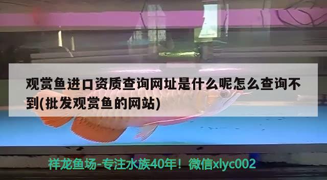 觀賞魚進(jìn)口資質(zhì)查詢網(wǎng)址是什么呢怎么查詢不到(批發(fā)觀賞魚的網(wǎng)站)