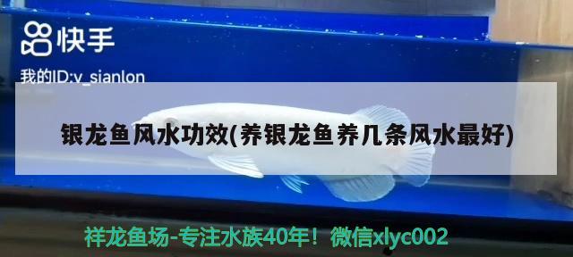 銀龍魚風水功效(養(yǎng)銀龍魚養(yǎng)幾條風水最好) 魚缸風水