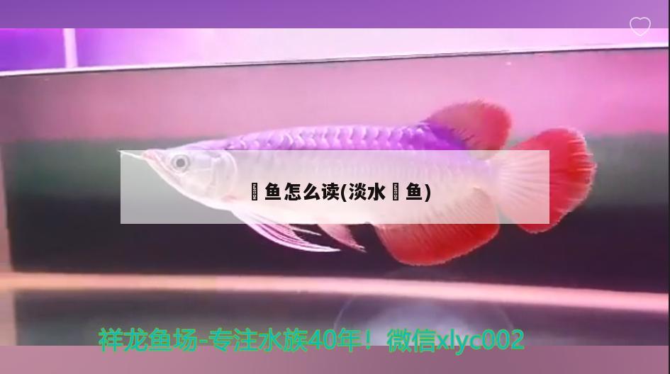 魟魚怎么讀(淡水魟魚) 觀賞魚市場