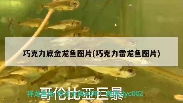 巧克力底金龍魚圖片(巧克力雷龍魚圖片) 龍魚芯片掃碼器