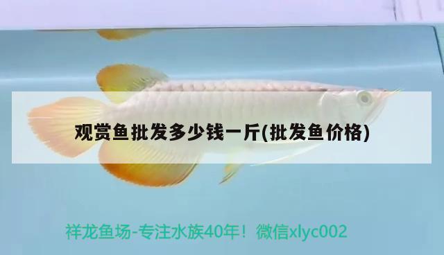 觀賞魚(yú)批發(fā)多少錢(qián)一斤(批發(fā)魚(yú)價(jià)格) 觀賞魚(yú)批發(fā)