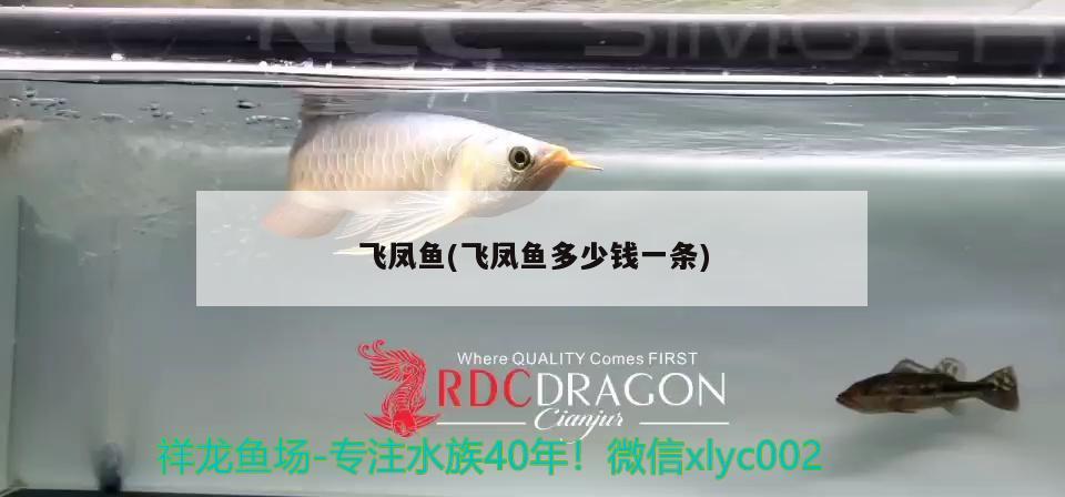 飛鳳魚(飛鳳魚多少錢一條) 飛鳳魚