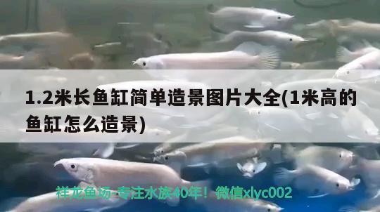 1.2米長魚缸簡單造景圖片大全(1米高的魚缸怎么造景) 奈及利亞紅圓點狗頭 第2張