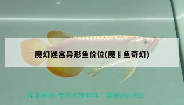 魔幻迷宮異形魚價位(魔鳉魚奇幻) 廣州龍魚批發(fā)市場