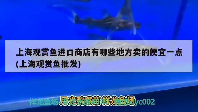 上海觀賞魚進口商店有哪些地方賣的便宜一點(上海觀賞魚批發(fā))