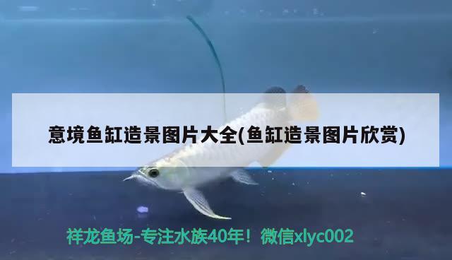 意境魚缸造景圖片大全(魚缸造景圖片欣賞) 哥倫比亞巨暴魚苗