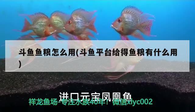 斗魚魚糧怎么用(斗魚平臺(tái)給得魚糧有什么用) 潛水艇魚