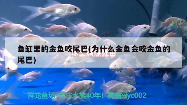 魚缸里的金魚咬尾巴(為什么金魚會(huì)咬金魚的尾巴)