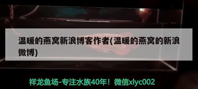 溫暖的燕窩新浪博客作者(溫暖的燕窩的新浪微博) 馬來西亞燕窩