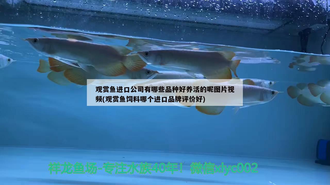 觀賞魚進口公司有哪些品種好養(yǎng)活的呢圖片視頻(觀賞魚飼料哪個進口品牌評價好) 觀賞魚進出口