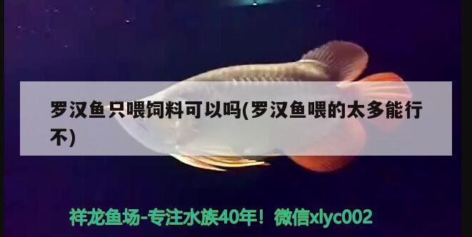 羅漢魚只喂飼料可以嗎(羅漢魚喂的太多能行不)