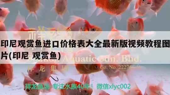 印尼觀賞魚進口價格表大全最新版視頻教程圖片(印尼觀賞魚) 觀賞魚進出口