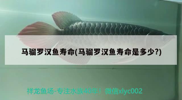 馬騮羅漢魚壽命(馬騮羅漢魚壽命是多少？) 羅漢魚