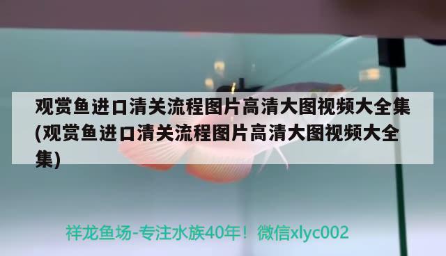 觀賞魚進口清關(guān)流程圖片高清大圖視頻大全集(觀賞魚進口清關(guān)流程圖片高清大圖視頻大全集)