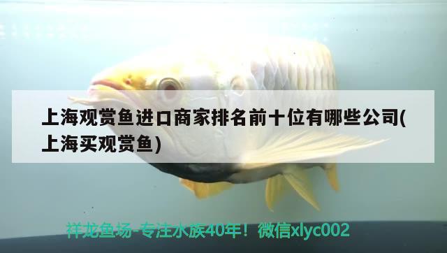 上海觀賞魚進口商家排名前十位有哪些公司(上海買觀賞魚) 觀賞魚進出口