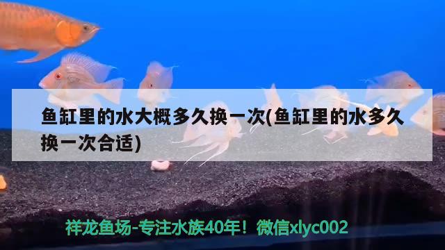 魚缸里的水大概多久換一次(魚缸里的水多久換一次合適) 女王大帆魚