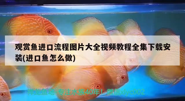 觀賞魚進(jìn)口流程圖片大全視頻教程全集下載安裝(進(jìn)口魚怎么做) 觀賞魚進(jìn)出口