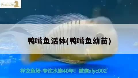 鴨嘴魚活體(鴨嘴魚幼苗) 一眉道人魚