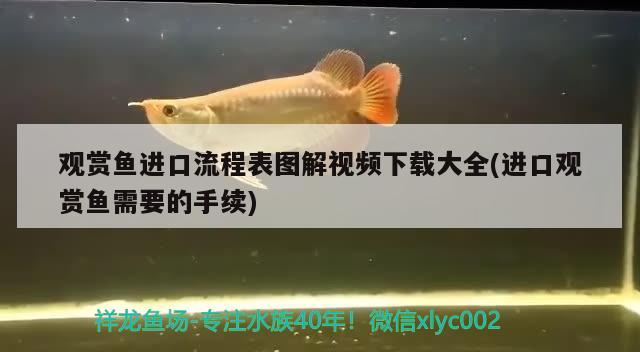 觀賞魚進(jìn)口流程表圖解視頻下載大全(進(jìn)口觀賞魚需要的手續(xù))