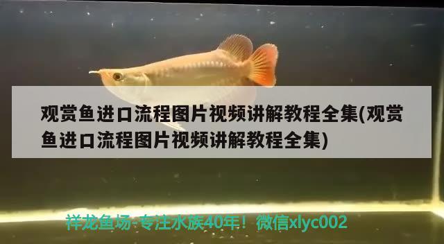 觀賞魚進(jìn)口流程圖片視頻講解教程全集(觀賞魚進(jìn)口流程圖片視頻講解教程全集)