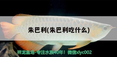 朱巴利(朱巴利吃什么) 觀賞魚魚苗