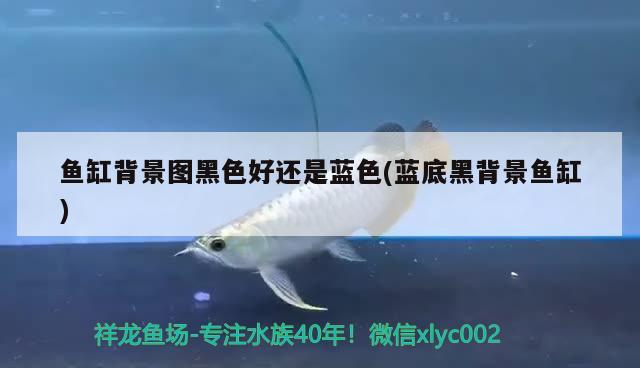 魚缸背景圖黑色好還是藍(lán)色(藍(lán)底黑背景魚缸) 泰龐海鰱魚