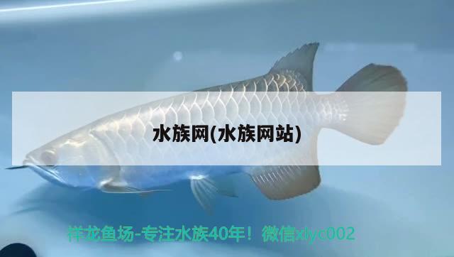 水族網(wǎng)(水族網(wǎng)站) 泰龐海蓮魚(yú)