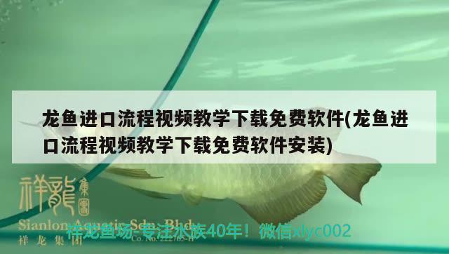 龍魚進(jìn)口流程視頻教學(xué)下載免費(fèi)軟件(龍魚進(jìn)口流程視頻教學(xué)下載免費(fèi)軟件安裝) 觀賞魚進(jìn)出口