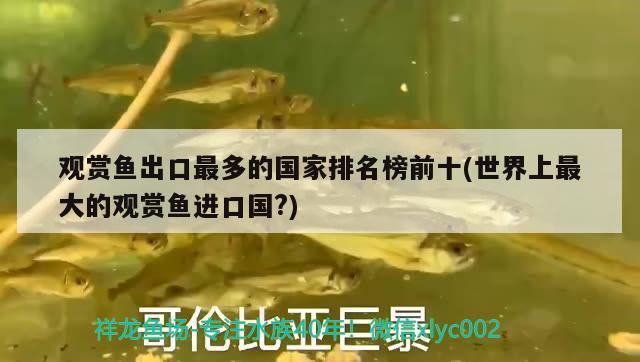 觀(guān)賞魚(yú)出口最多的國(guó)家排名榜前十(世界上最大的觀(guān)賞魚(yú)進(jìn)口國(guó)?)