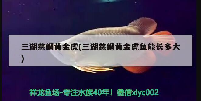 三湖慈鯛黃金虎(三湖慈鯛黃金虎魚能長多大) 虎魚百科