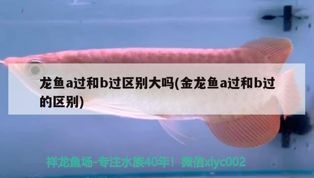 龍魚a過和b過區(qū)別大嗎(金龍魚a過和b過的區(qū)別) 熊貓異形魚L46