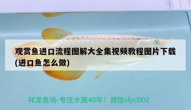 觀賞魚進(jìn)口流程圖解大全集視頻教程圖片下載(進(jìn)口魚怎么做)