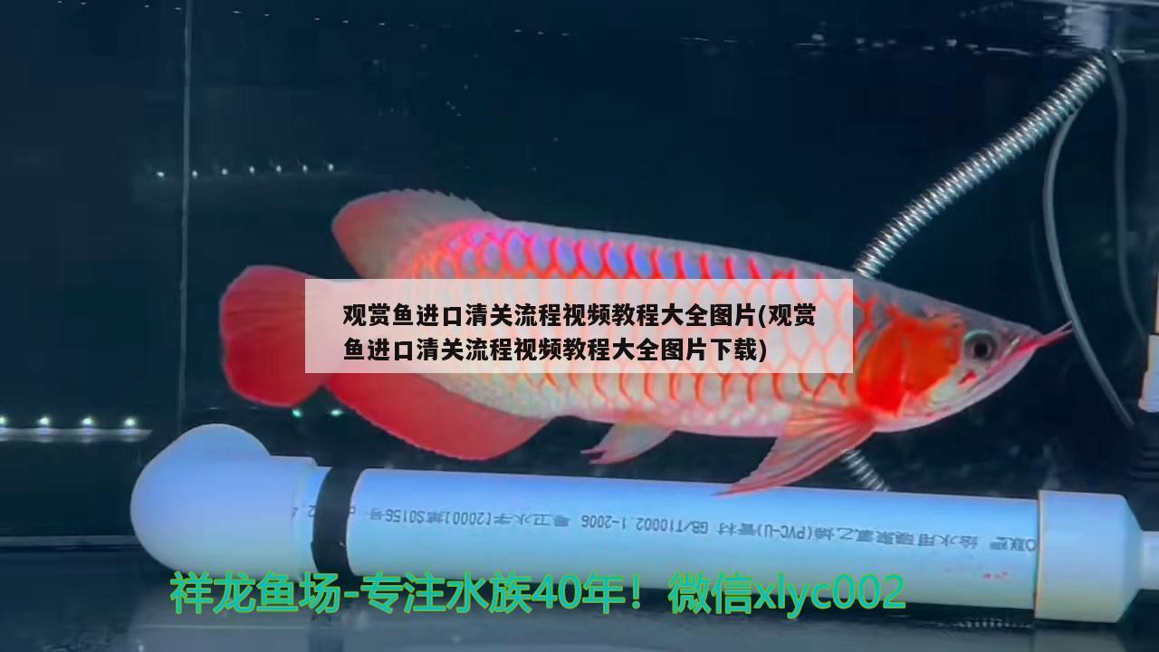 觀賞魚進(jìn)口清關(guān)流程視頻教程大全圖片(觀賞魚進(jìn)口清關(guān)流程視頻教程大全圖片下載)