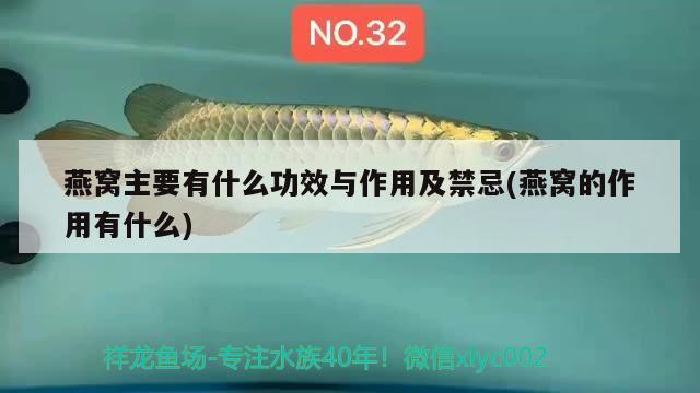 燕窩主要有什么功效與作用及禁忌(燕窩的作用有什么) 馬來西亞燕窩