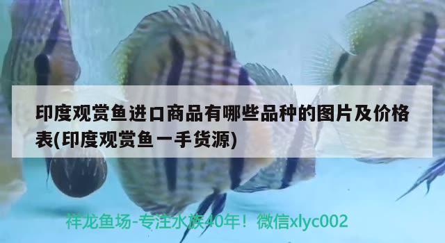 印度觀賞魚進口商品有哪些品種的圖片及價格表(印度觀賞魚一手貨源) 觀賞魚進出口