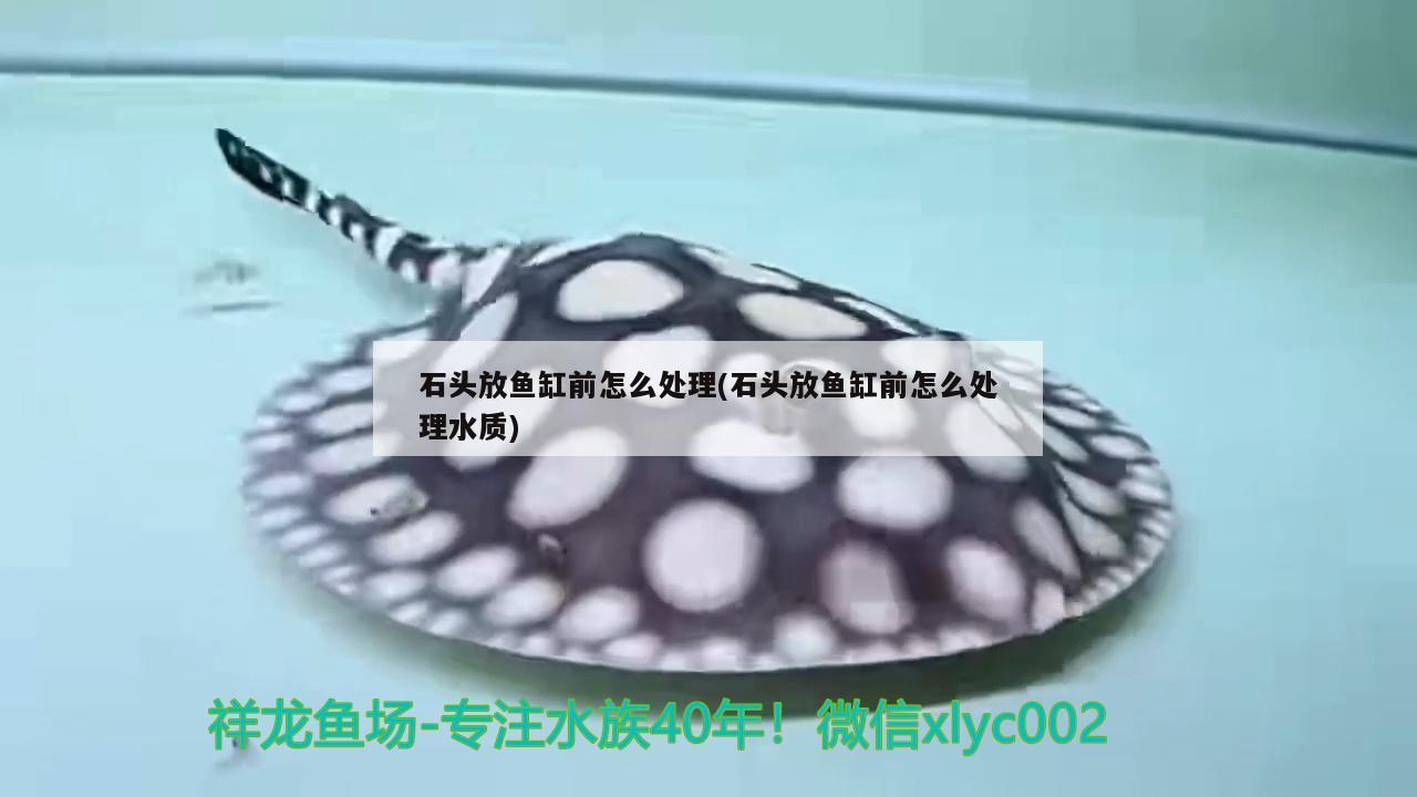 石頭放魚缸前怎么處理(石頭放魚缸前怎么處理水質(zhì))