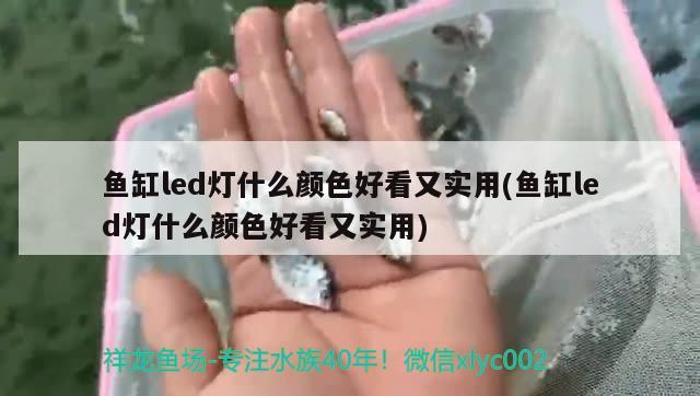 魚缸led燈什么顏色好看又實(shí)用(魚缸led燈什么顏色好看又實(shí)用)