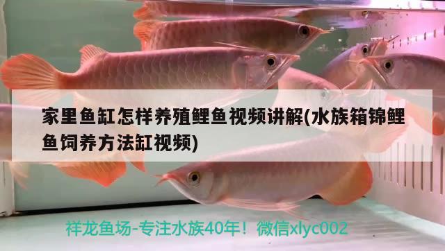 家里魚缸怎樣養(yǎng)殖鯉魚視頻講解(水族箱錦鯉魚飼養(yǎng)方法缸視頻) 魚缸/水族箱