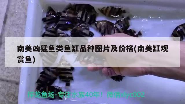 南美兇猛魚類魚缸品種圖片及價格(南美缸觀賞魚)