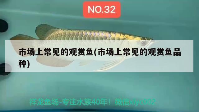 市場(chǎng)上常見的觀賞魚(市場(chǎng)上常見的觀賞魚品種) 申古銀版魚