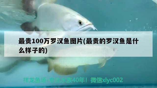 最貴100萬羅漢魚圖片(最貴的羅漢魚是什么樣子的) 羅漢魚