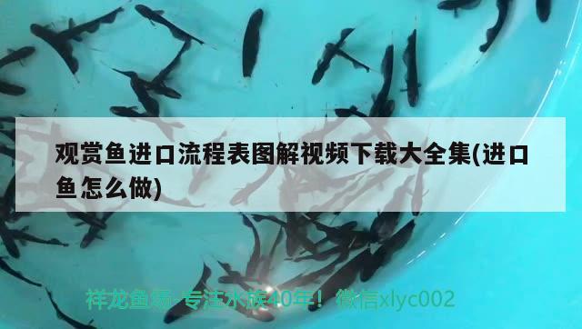 觀賞魚進(jìn)口流程表圖解視頻下載大全集(進(jìn)口魚怎么做)